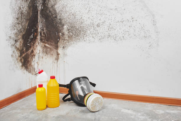 Best Commercial Mold Removal  in Canadian Lakes, MI