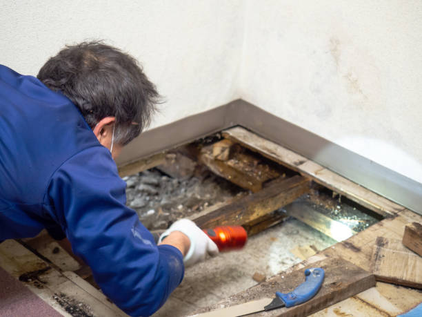 Best Mold Removal Company Near Me  in Canadian Lakes, MI