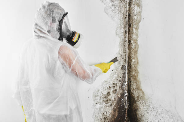 Canadian Lakes, MI Mold Removal Company