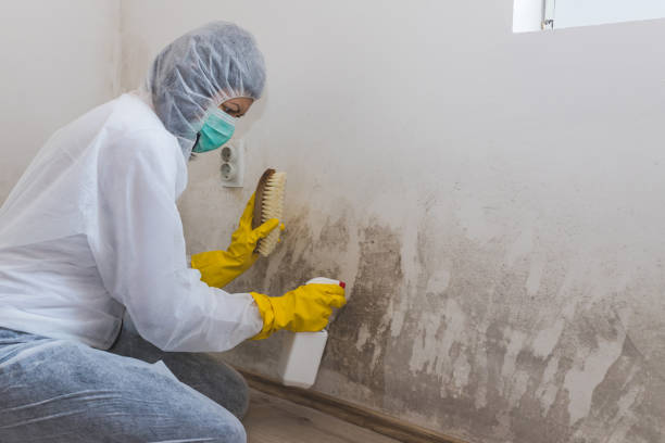 Best Mold Removal Near Me  in Canadian Lakes, MI