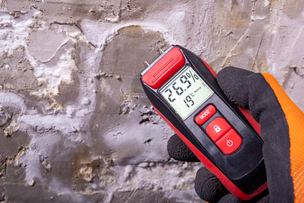 Best Black Mold Removal  in Canadian Lakes, MI