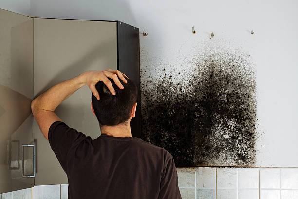 Best Affordable Mold Removal  in Canadian Lakes, MI