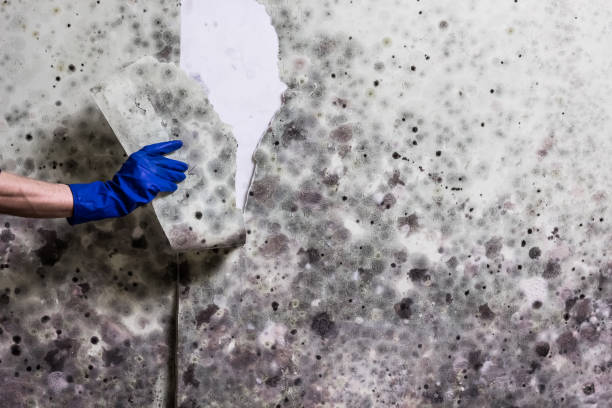 Crawl Space Mold Removal in Canadian Lakes, MI