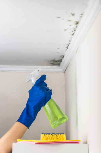 Best Mold Testing  in Canadian Lakes, MI