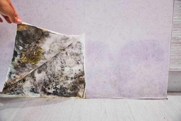 Best Fast Mold Removal  in Canadian Lakes, MI